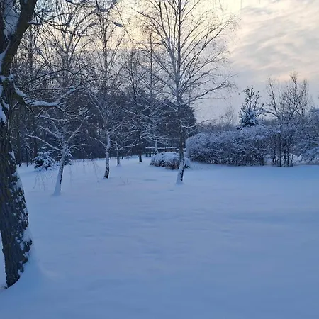 Nyárfa Debrecen